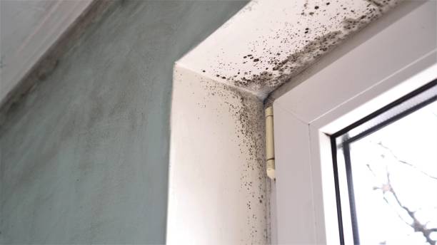 Best Office Mold Removal Services  in Flowing Wells, AZ