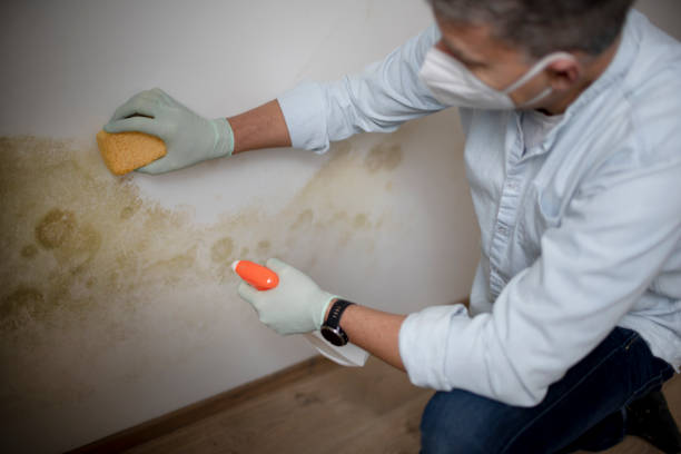 Best Commercial Mold Removal  in Flowing Wells, AZ