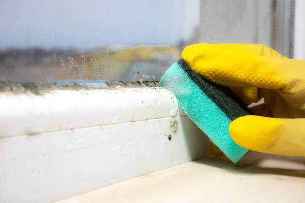 Best Mold Damage Repair  in Flowing Wells, AZ