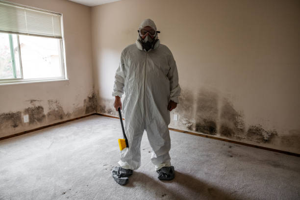 Best Local Mold Removal Service  in Flowing Wells, AZ